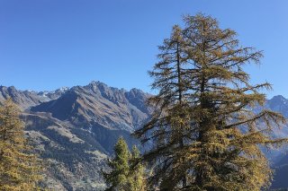 Arbre majestueux du Val de Bagnes